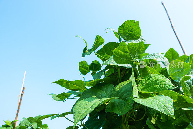 菜豆(phaseololesvulgaris L. bean)在大田阳光下生长